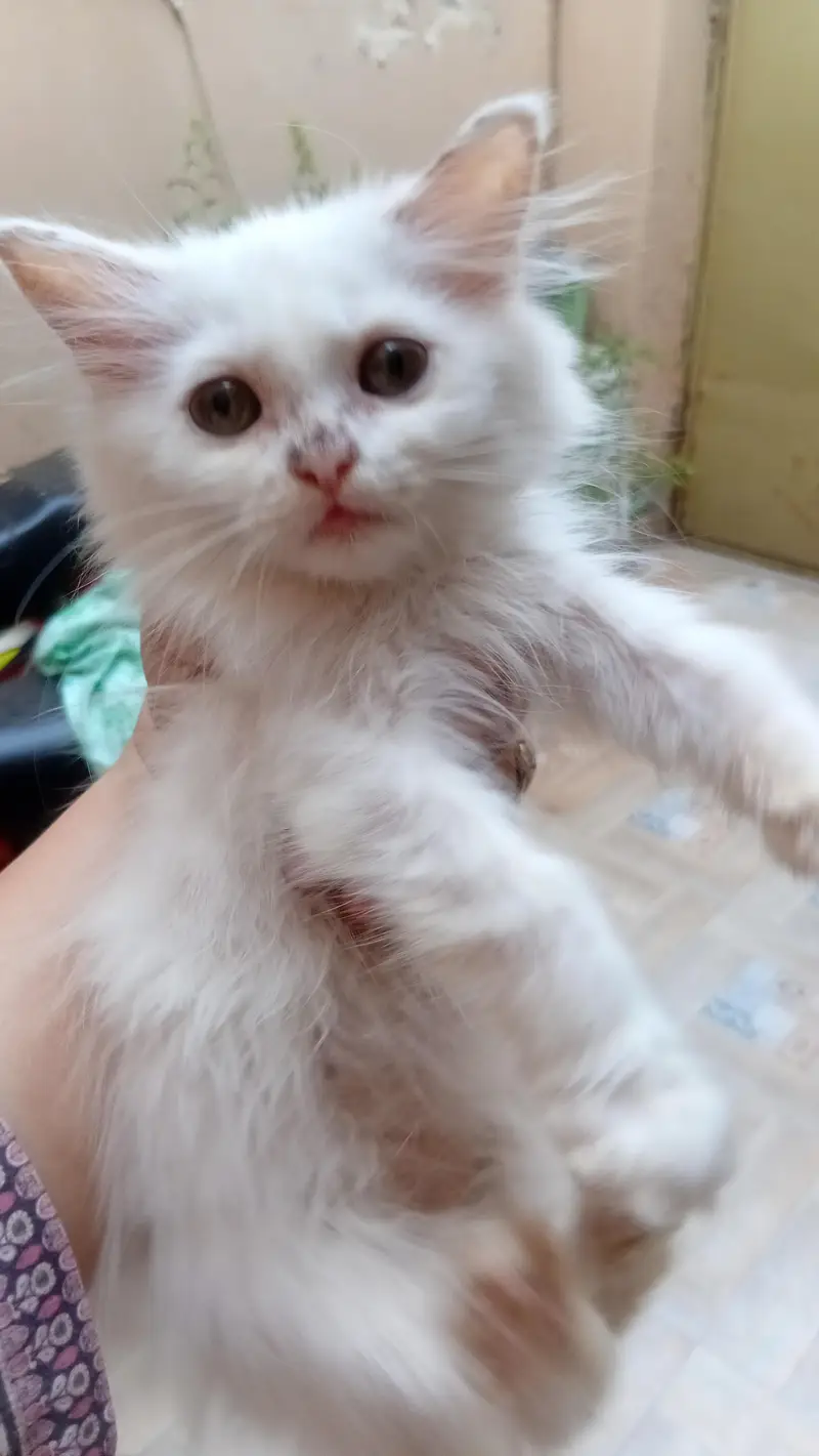 Persian kitten of 5 months. Color: White — photo 2