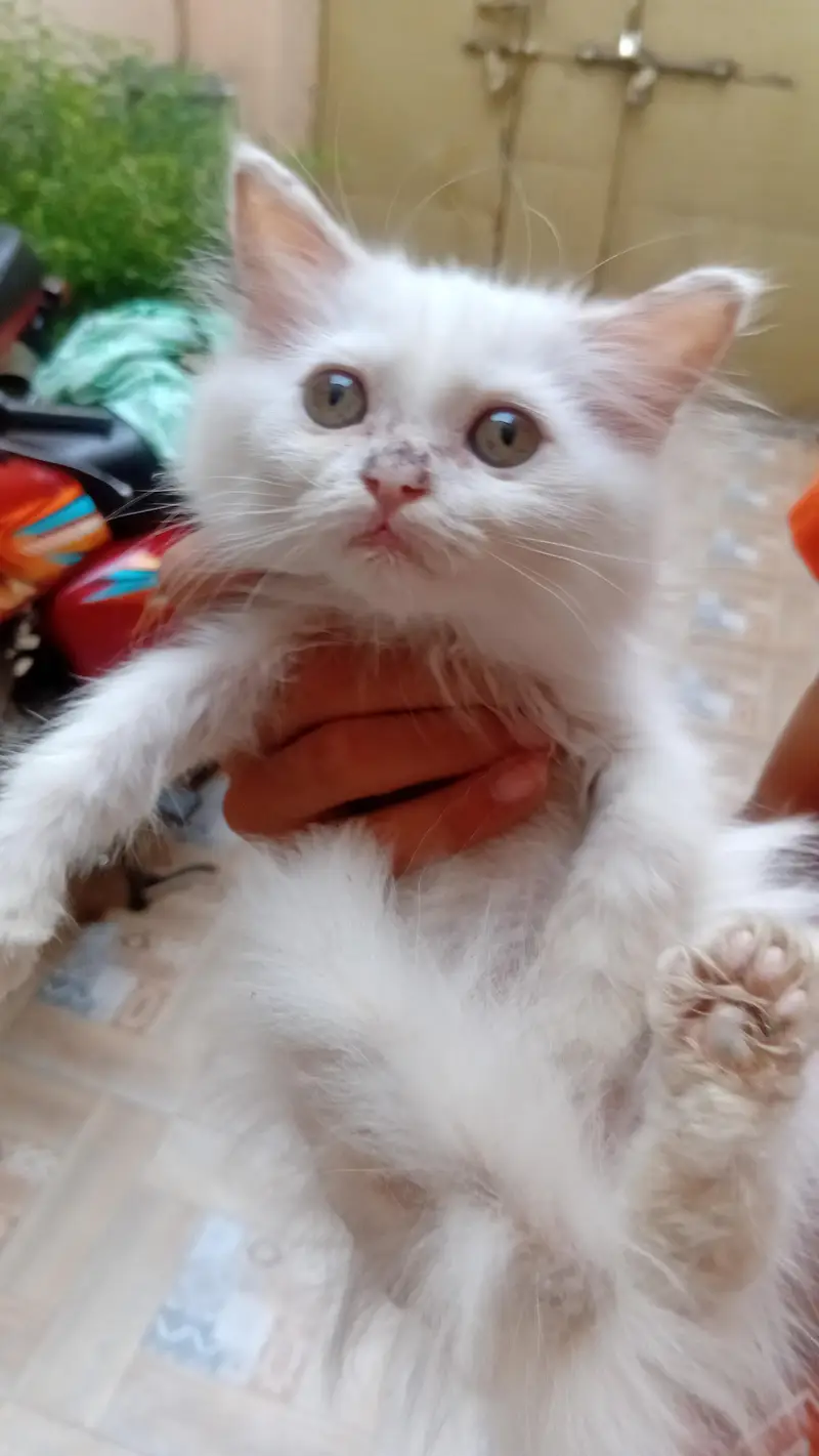 Persian kitten of 5 months. Color: White — photo 3