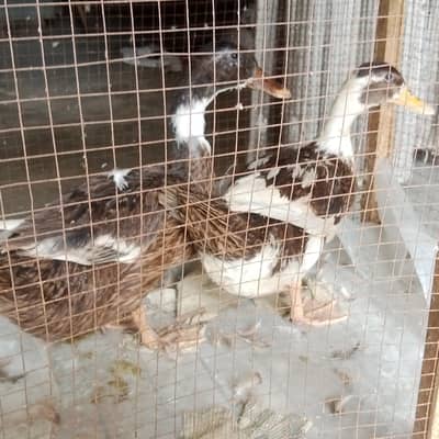 ducks for sale