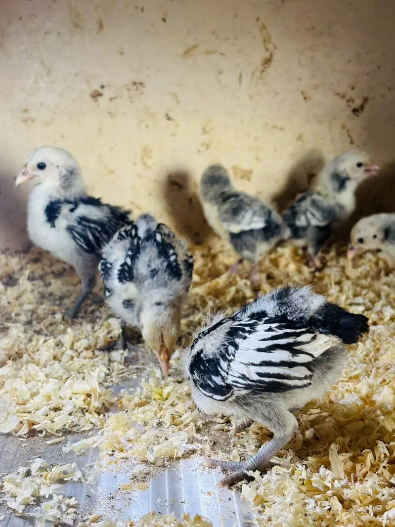 silver sebright/ white bantam Cochin chicks / porcelain male — photo 2