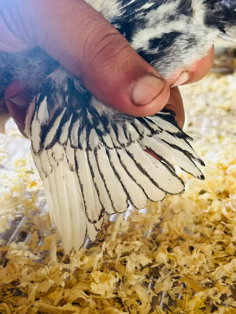 silver sebright/ white bantam Cochin chicks / porcelain male — photo 3