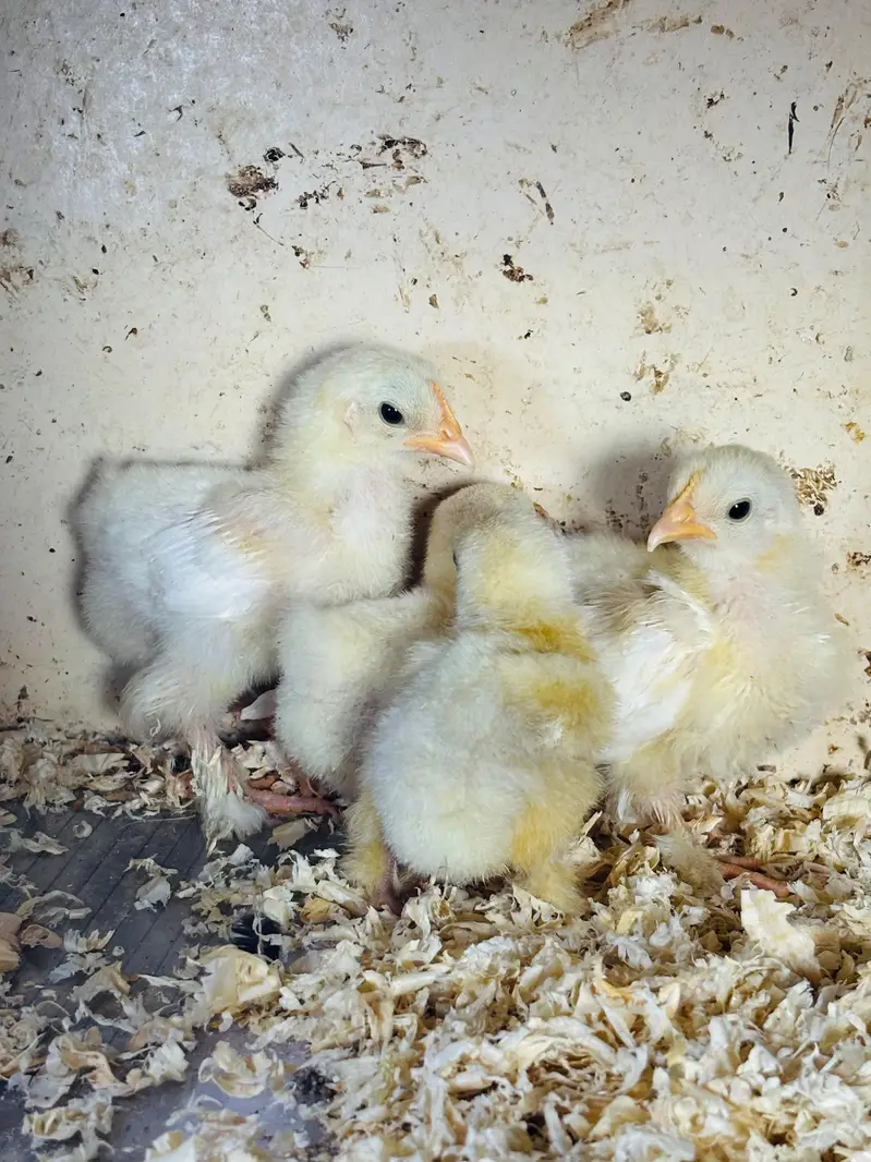 silver sebright/ white bantam Cochin chicks / porcelain male — photo 4