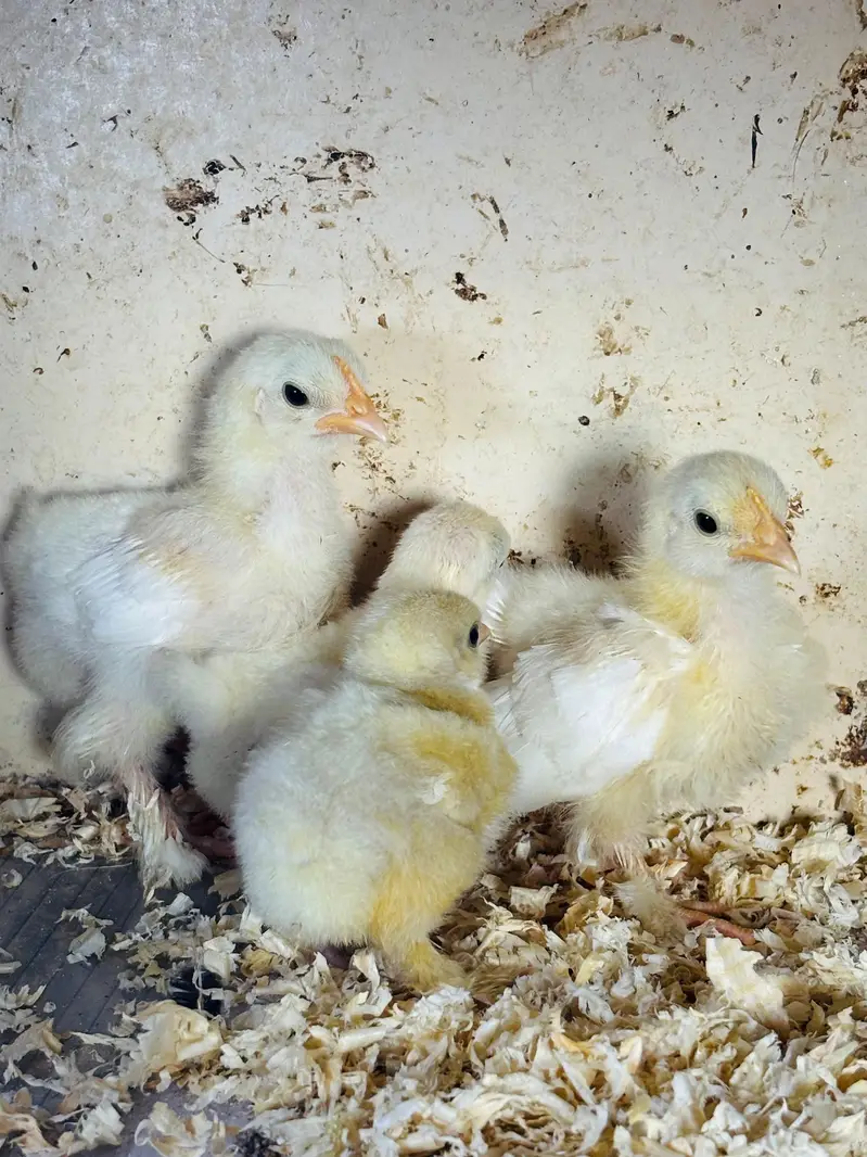 silver sebright/ white bantam Cochin chicks / porcelain male — photo 5