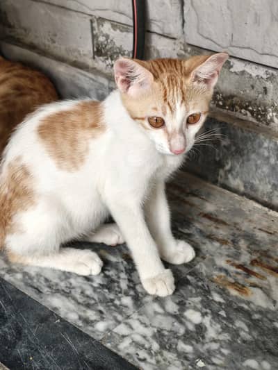 Male and Female stray pair for Sale