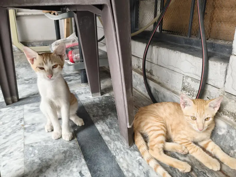 Male and Female stray pair for Sale — photo 2