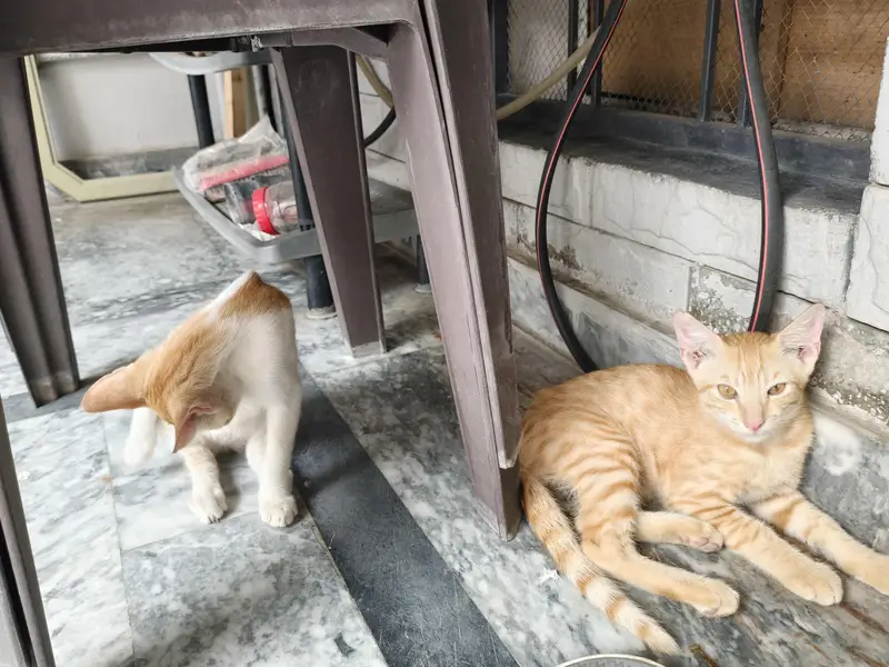 Male and Female stray pair for Sale — photo 3