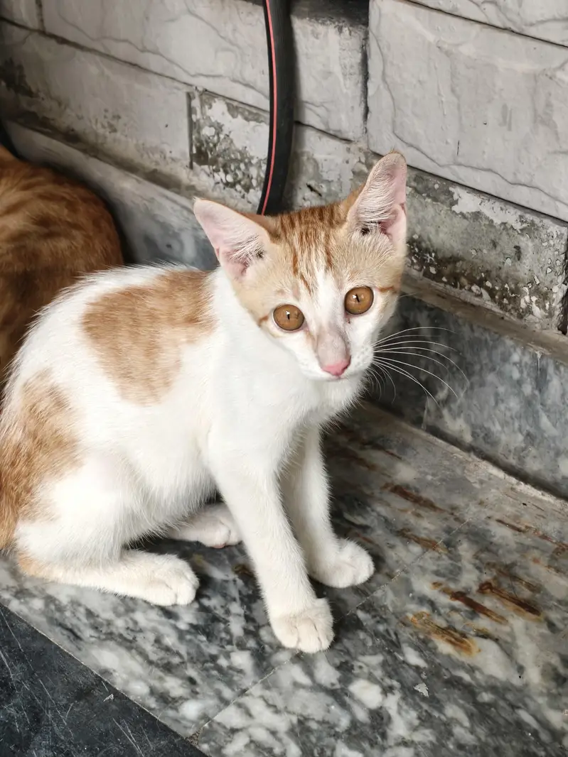 Male and Female stray pair for Sale — photo 4