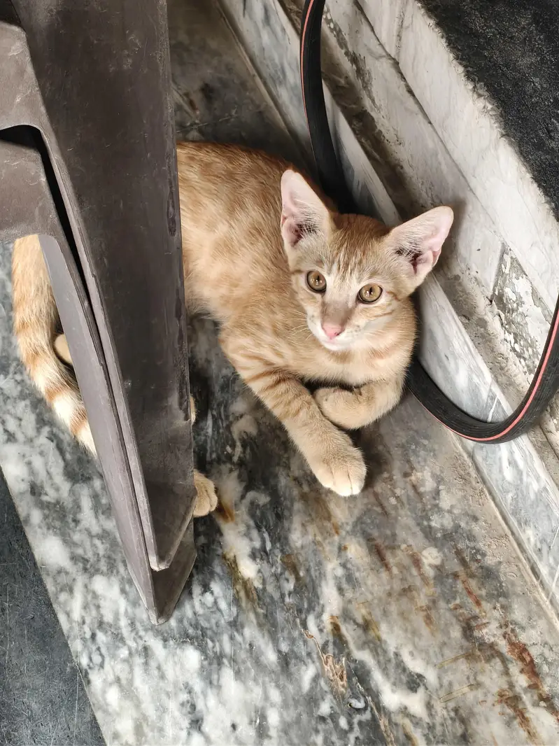 Male and Female stray pair for Sale — photo 5