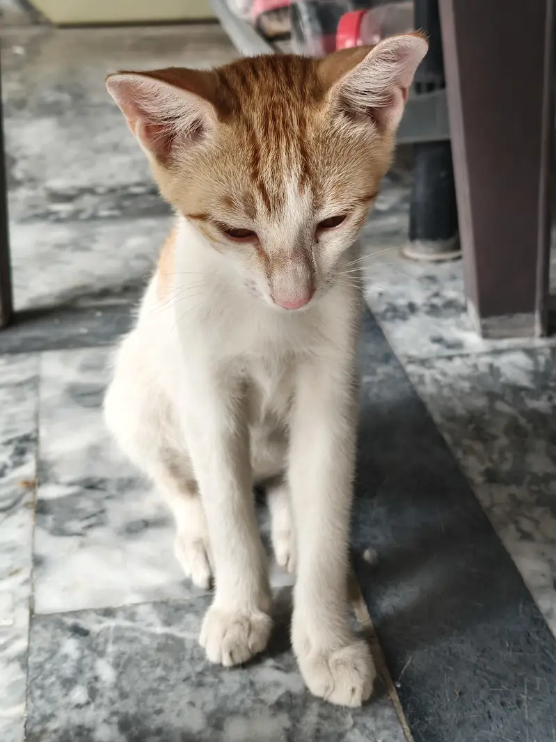 Male and Female stray pair for Sale — photo 6