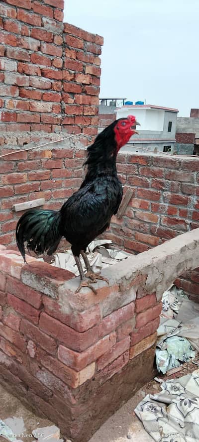 aseel pakoya patha full black