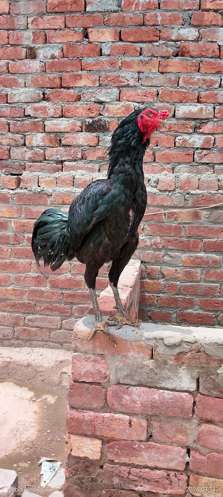 aseel pakoya patha full black — photo 10