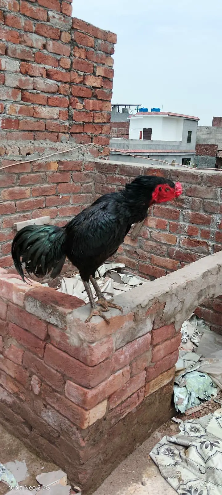 aseel pakoya patha full black — photo 11