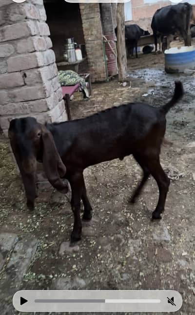Desi nagra bakra age 6 months home breed