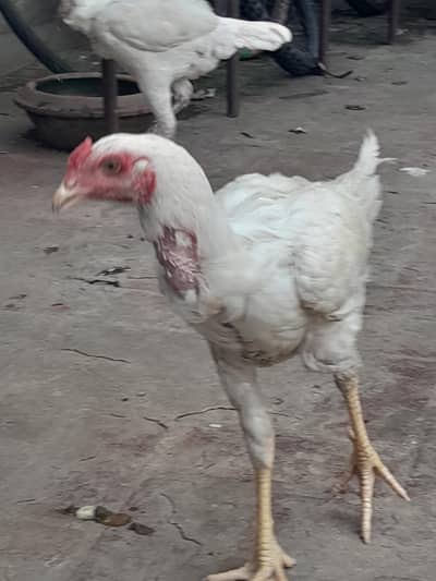 White Heera Aseel hen in Lahore