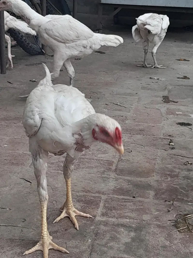 White Heera Aseel hen in Lahore — photo 2