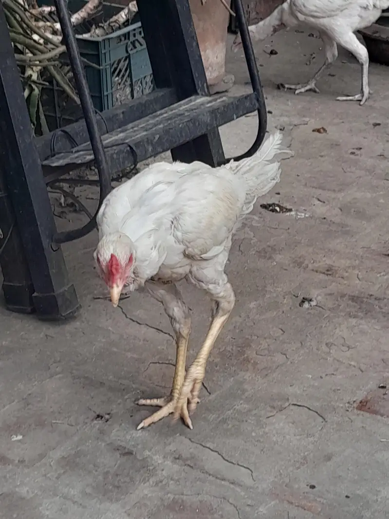 White Heera Aseel hen in Lahore — photo 3