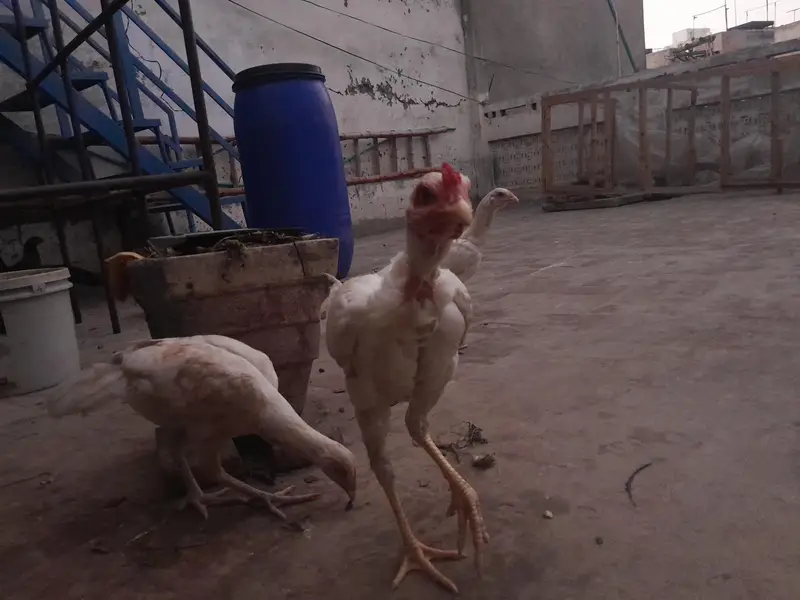 White Heera Aseel hen in Lahore — photo 4