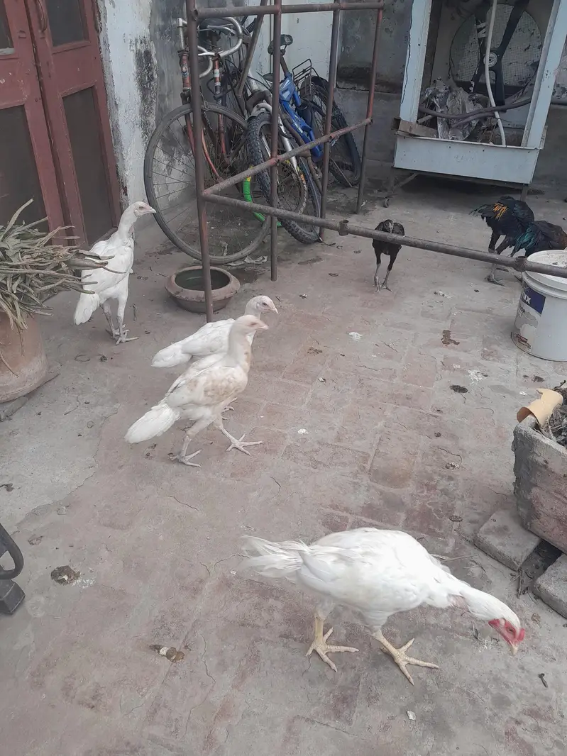 White Heera Aseel hen in Lahore — photo 5