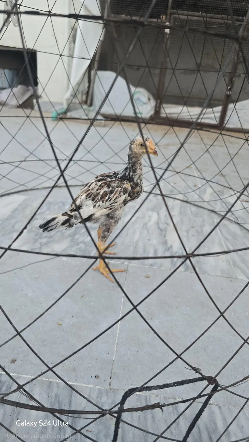 Aseel 5  pathy for sale — photo 2