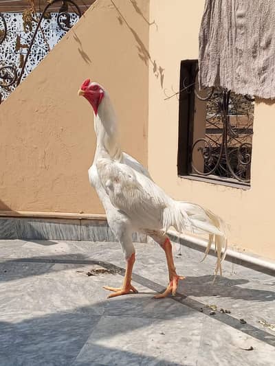 White Shamo Hens for Sale – Healthy & Active