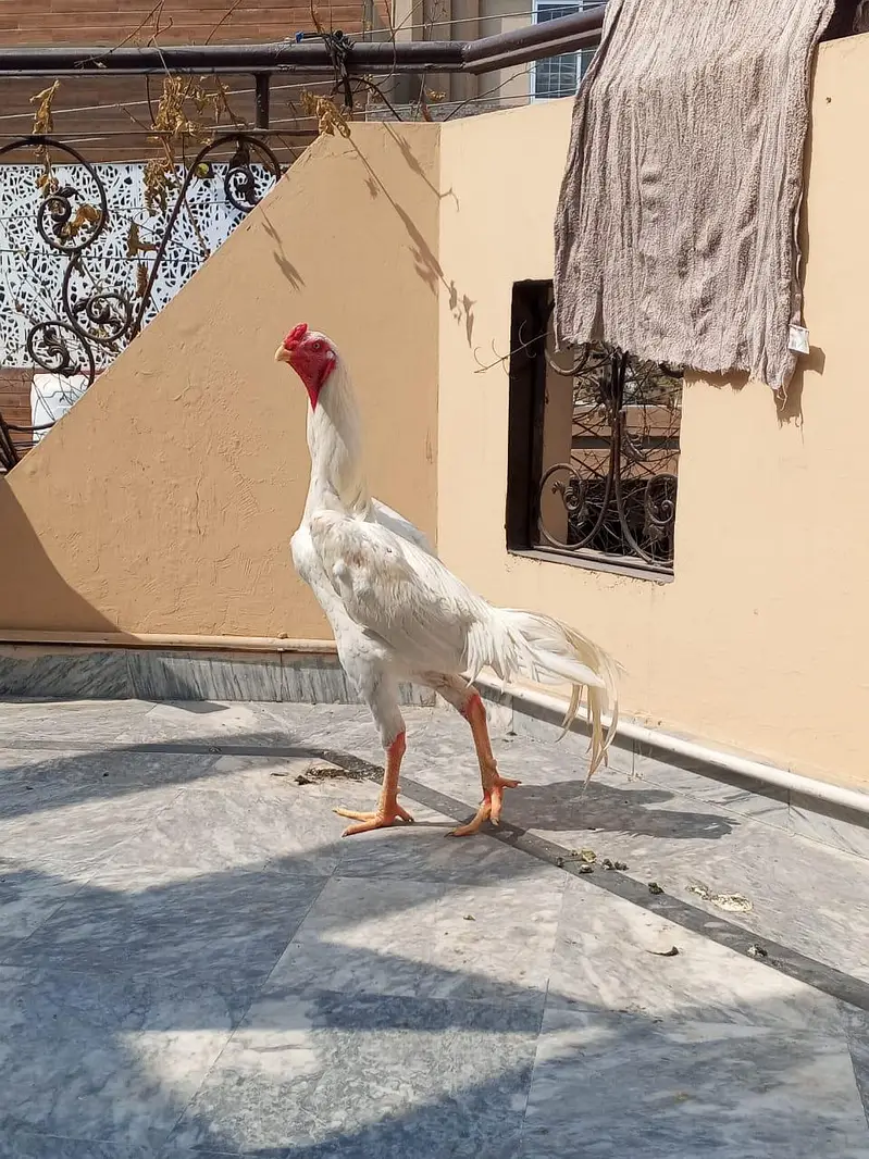 White Shamo Hens for Sale – Healthy & Active — photo 2
