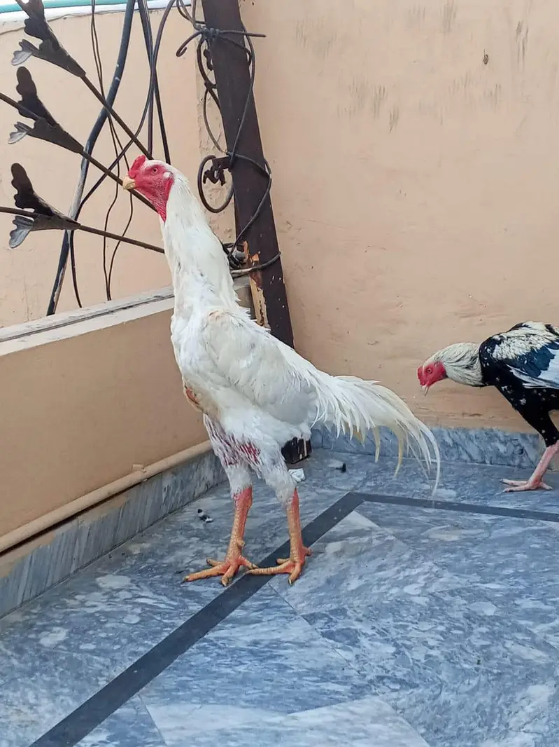 White Shamo Hens for Sale – Healthy & Active — photo 3