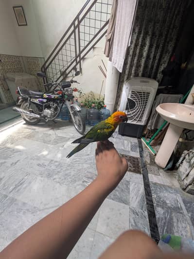 hand tamed or no bite anyone