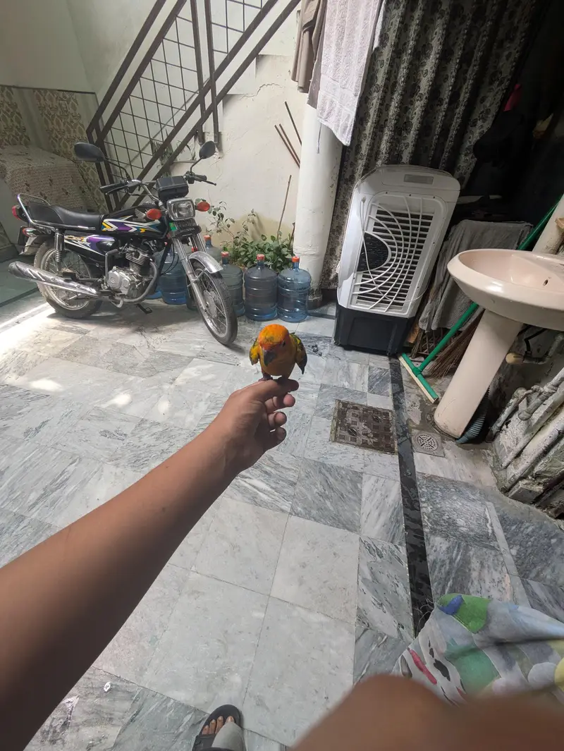 hand tamed or no bite anyone — photo 4