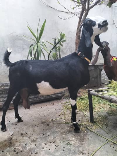 sahiwal nasal ki bakri  nagra 2kids dono male ha  kids nagra ha
