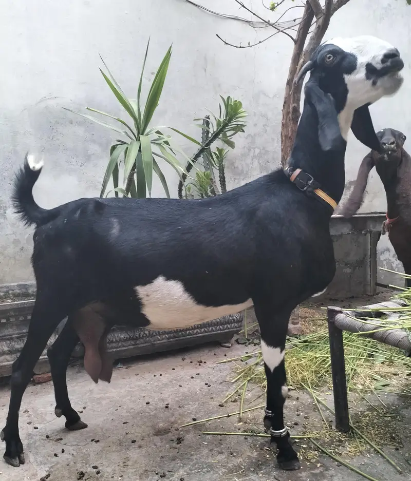 sahiwal nasal ki bakri  nagra 2kids dono male ha  kids nagra ha — photo 2