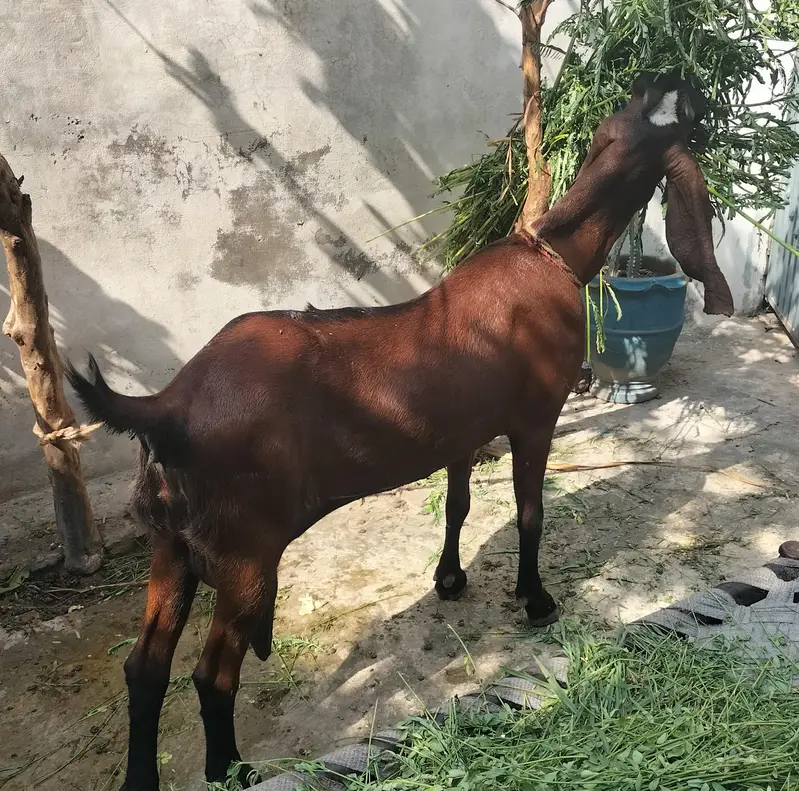 sahiwal nasal ki bakri  nagra 2kids dono male ha  kids nagra ha — photo 3