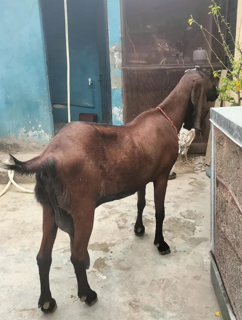 sahiwal nasal ki bakri  nagra 2kids dono male ha  kids nagra ha — photo 4