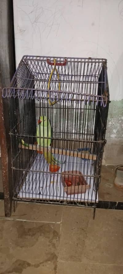 parrot