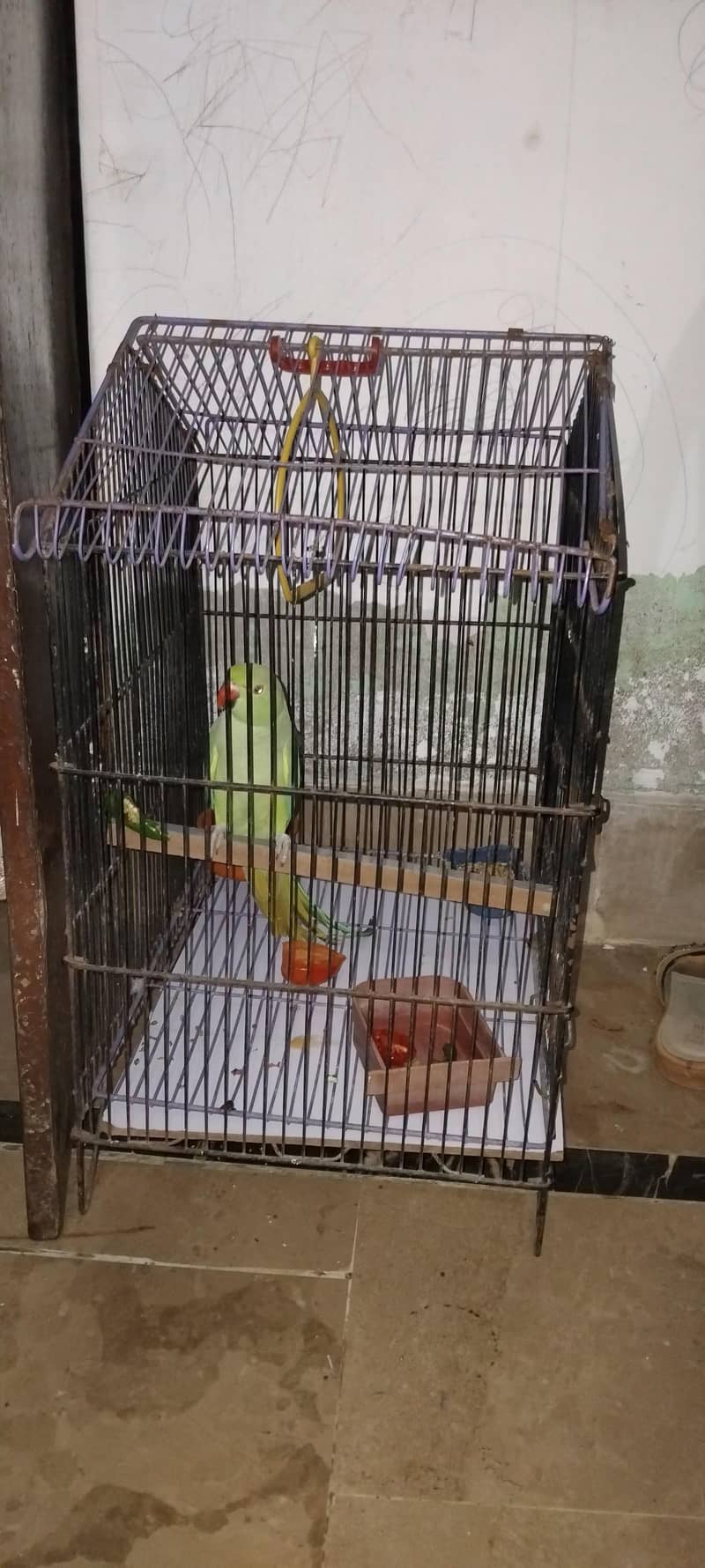 parrot 0