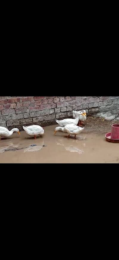 white ducks