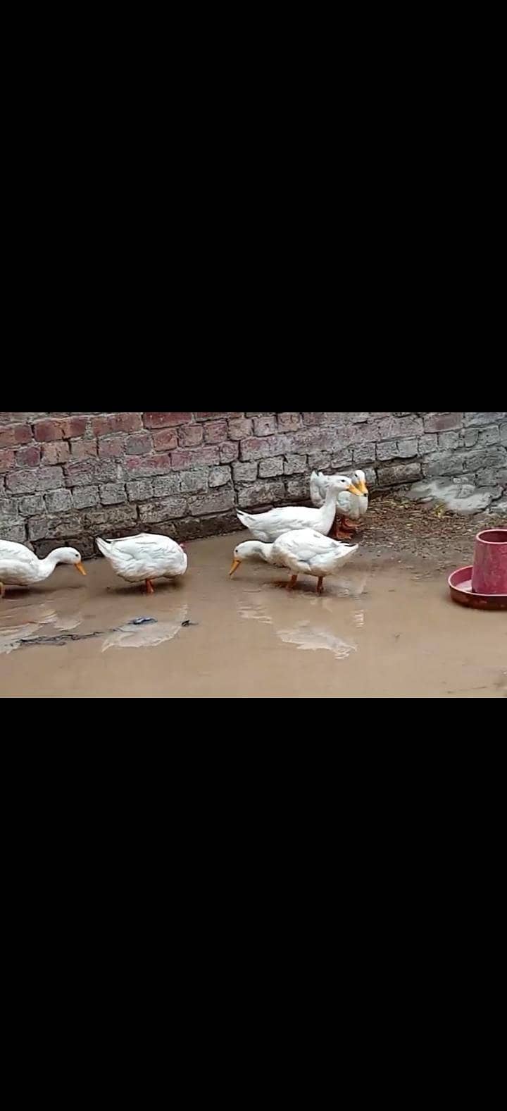 white ducks 0