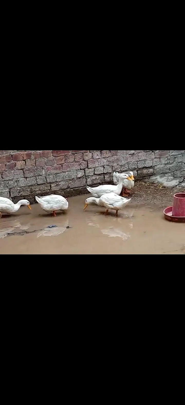 white ducks