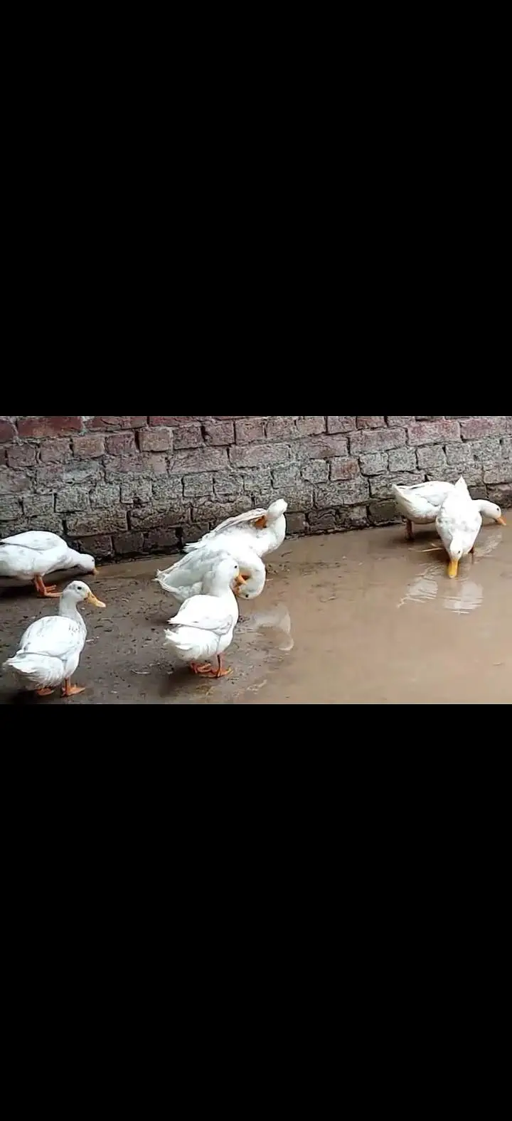 white ducks — photo 2