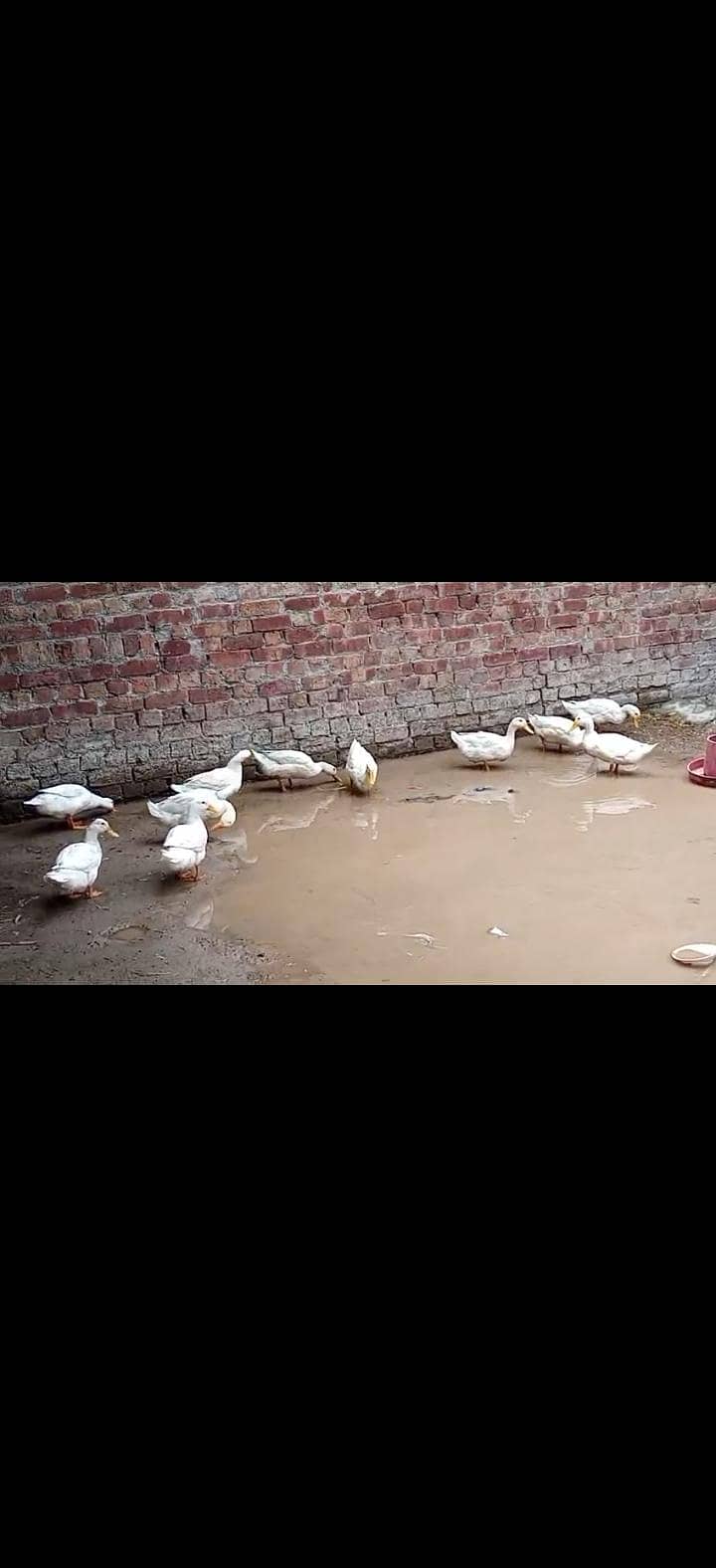 white ducks 2