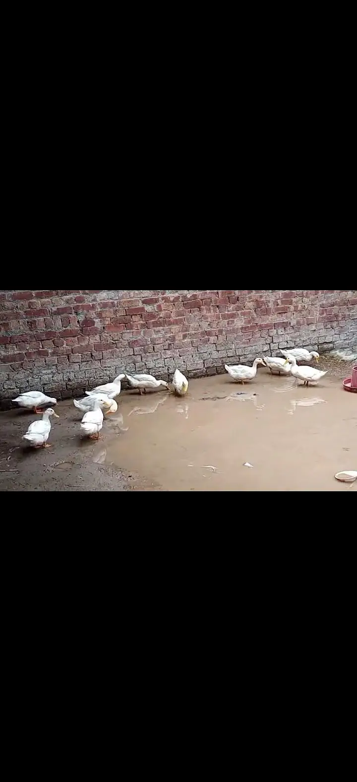 white ducks — photo 3
