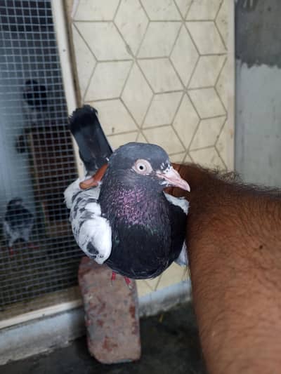 mehra wala pure taddy