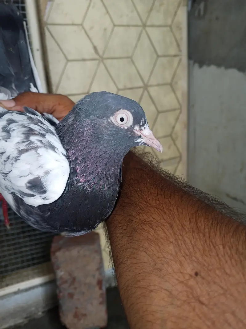 mehra wala pure taddy — photo 2