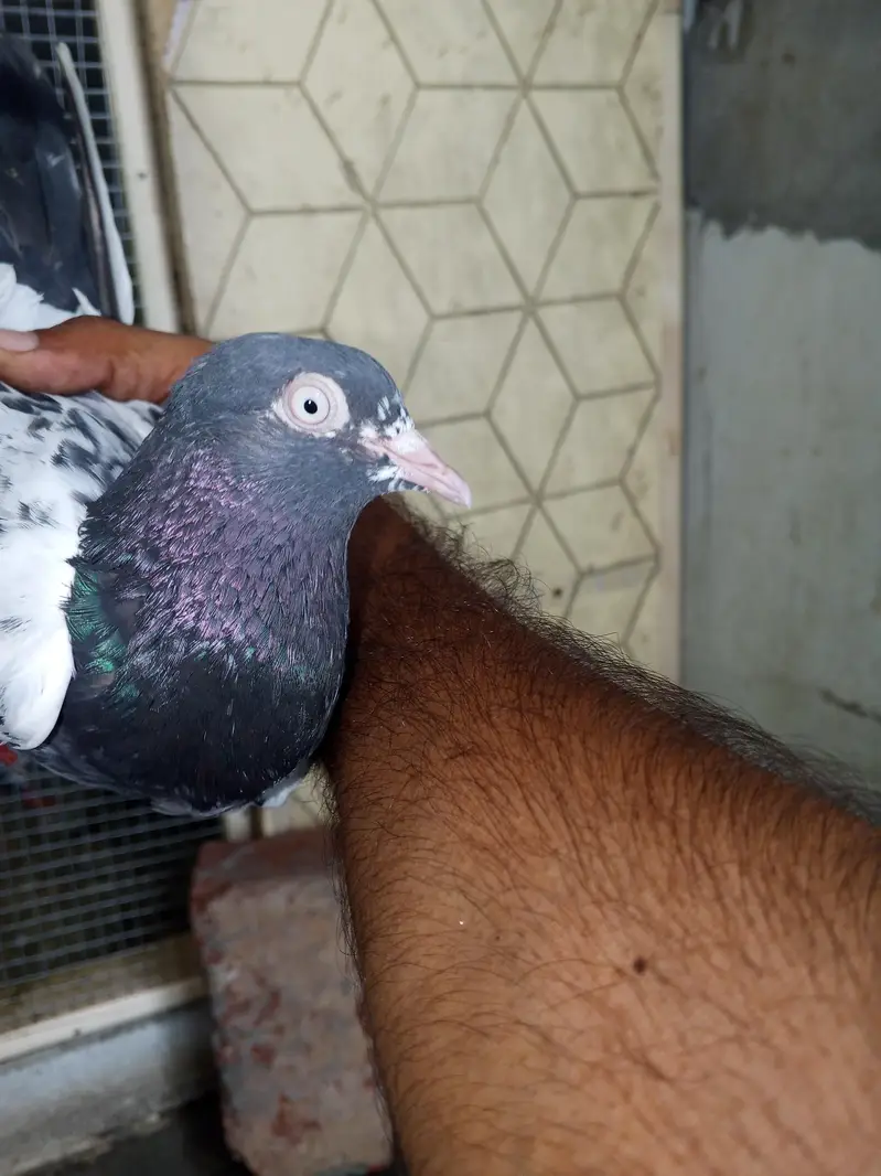 mehra wala pure taddy — photo 3