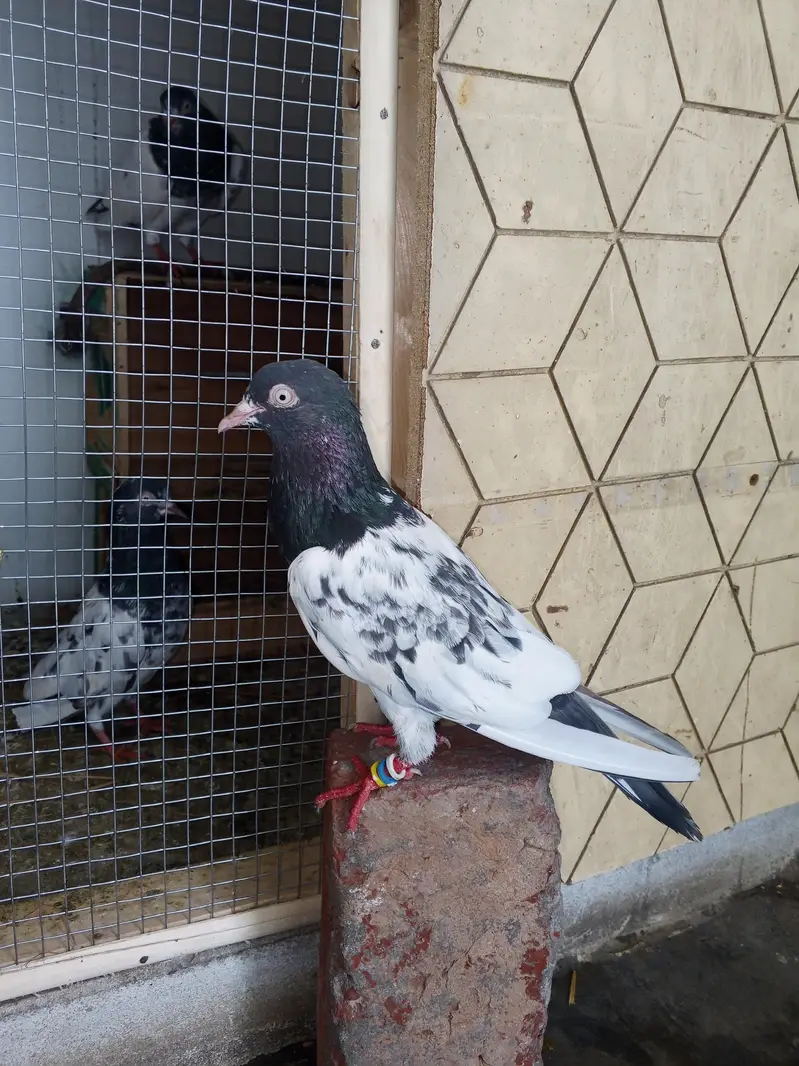 mehra wala pure taddy — photo 4