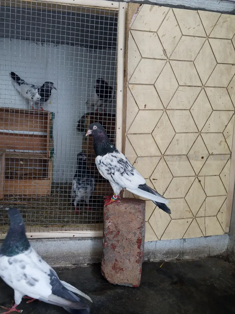 mehra wala pure taddy — photo 5
