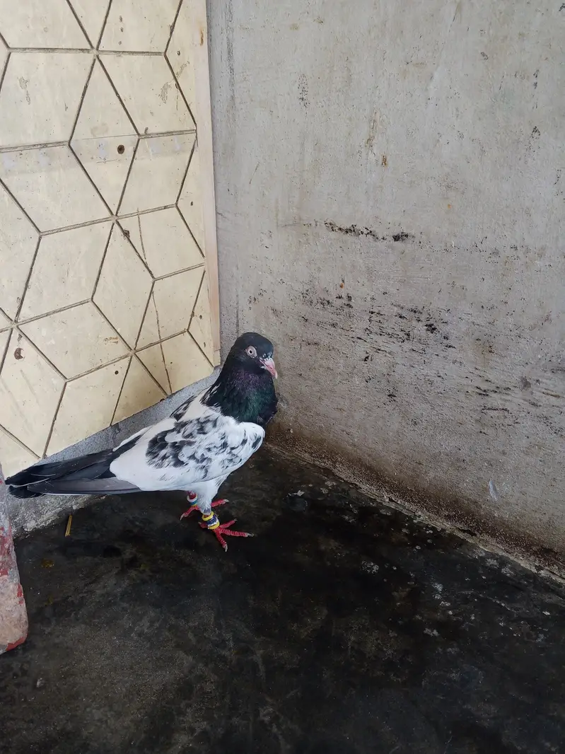 mehra wala pure taddy — photo 6