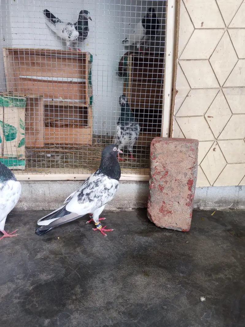 mehra wala pure taddy — photo 7