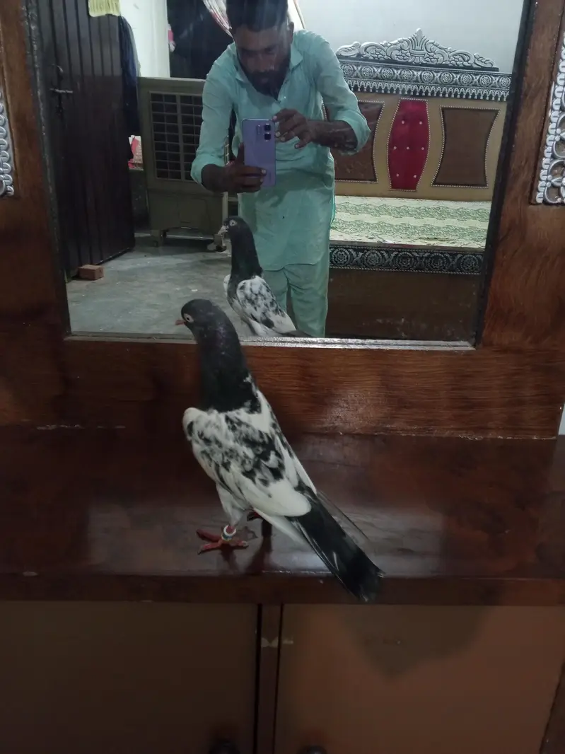 mehra wala pure taddy — photo 9