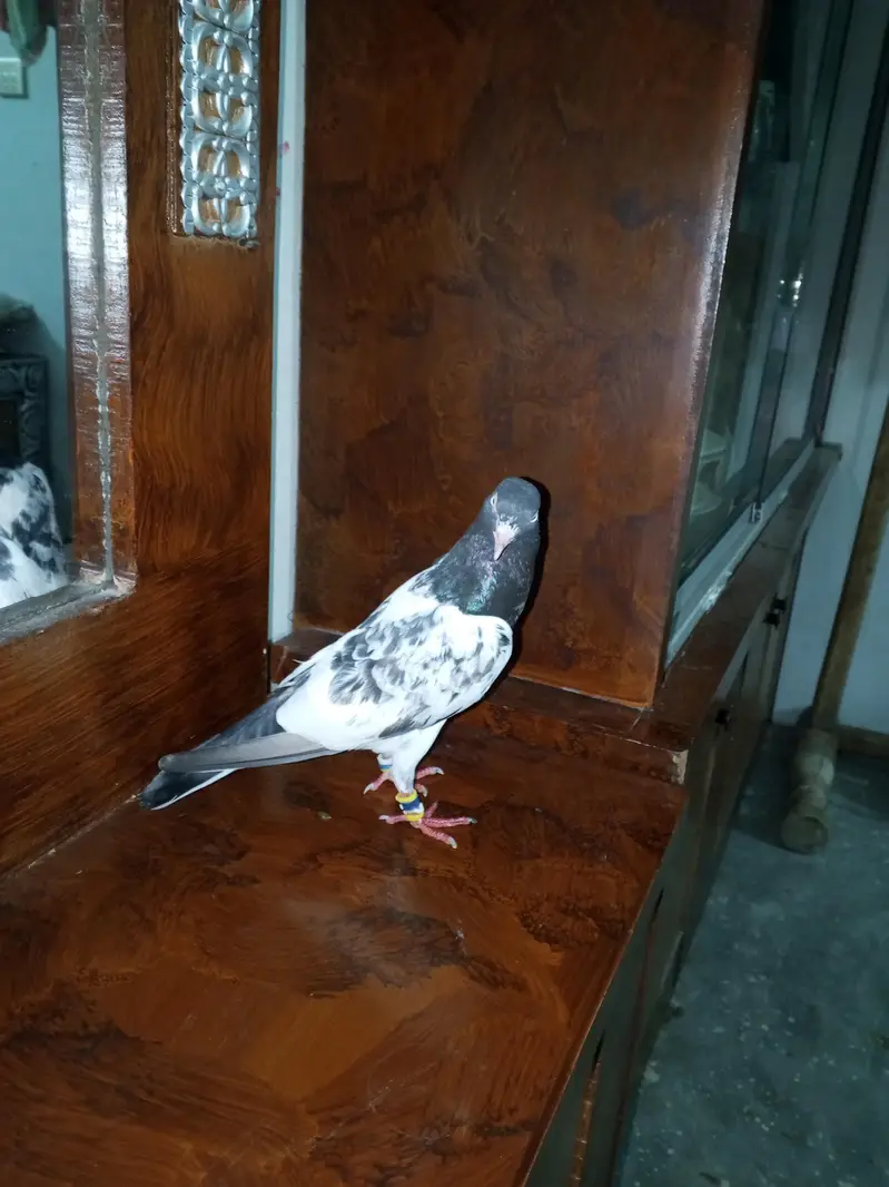 mehra wala pure taddy — photo 10