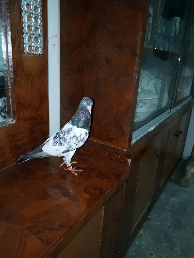 mehra wala pure taddy — photo 11